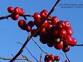 2004-1228crabapples